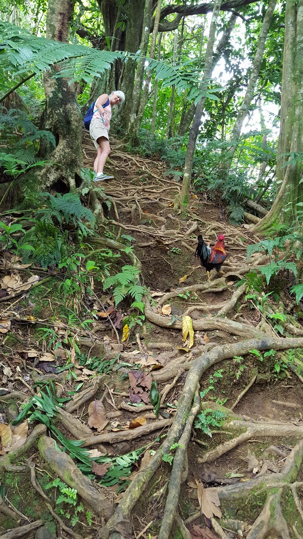 Needle Hike with a Guide Rooster
